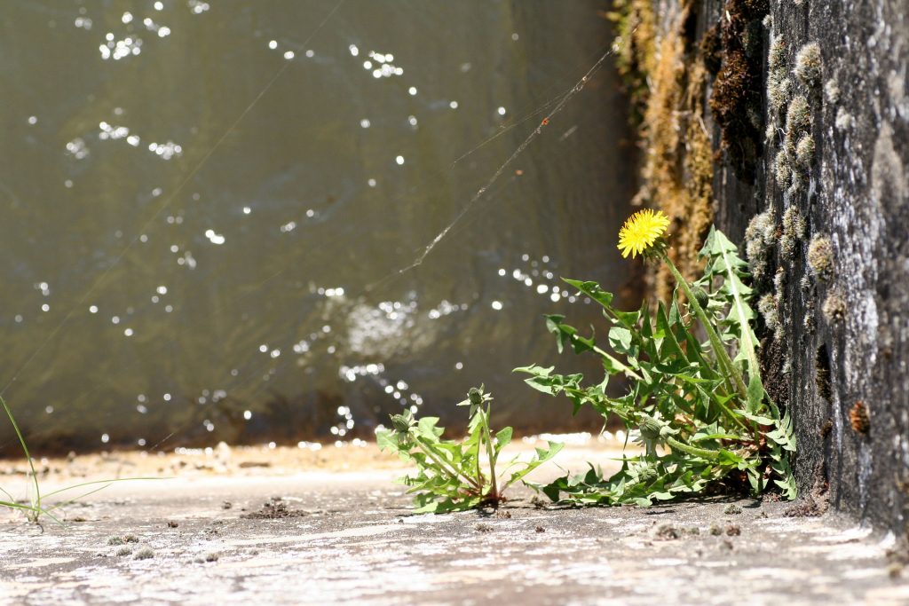 Una Santidad paradójica