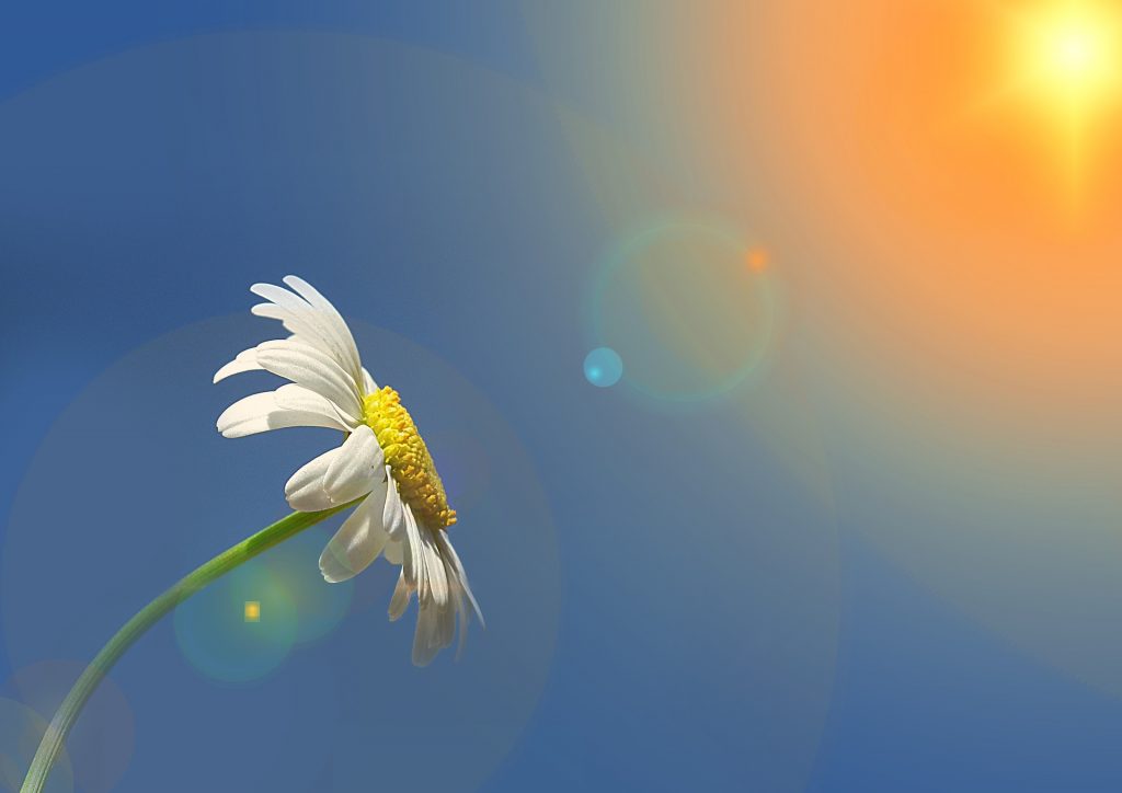 “Y en la tierra Paz a las gentes de buena voluntad”