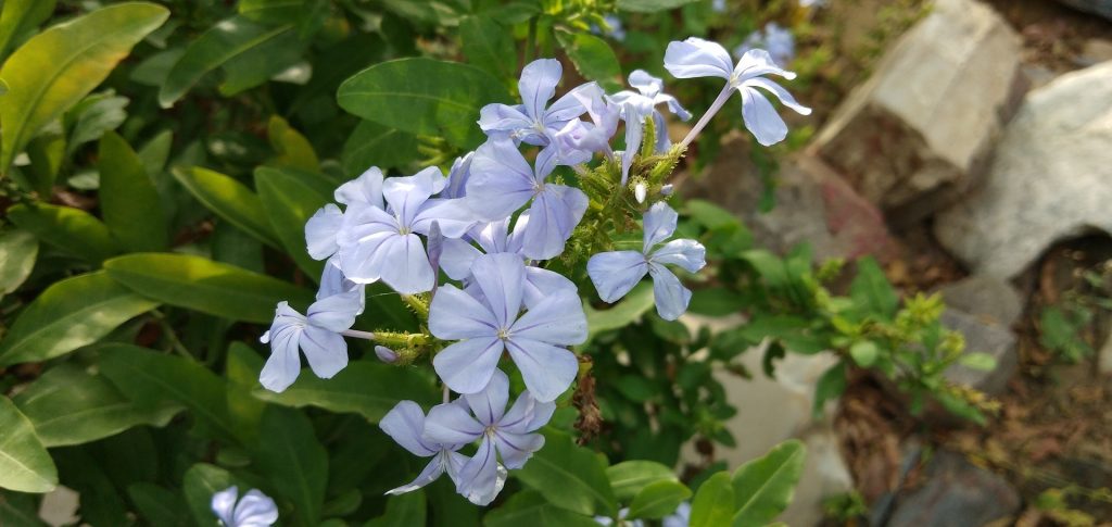 anunciad la buena noticia