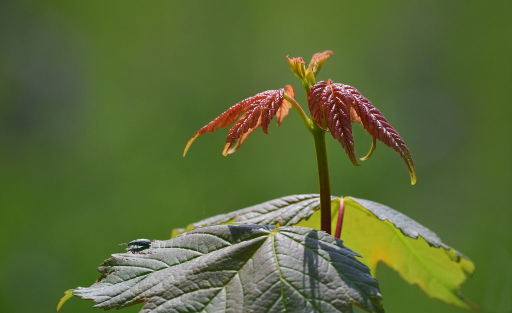 “Ánimo, Levántate que te Llama”