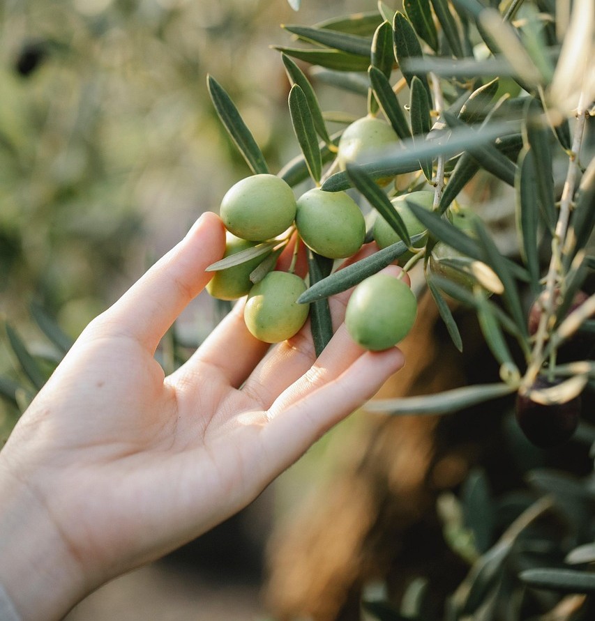 Dividir para bien elegir