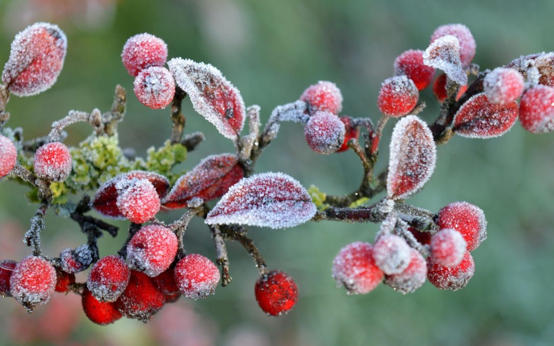 “IV Domingo de Cuaresma”